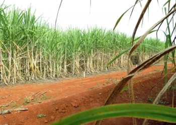 Conab atualiza produção de cana-de-açúcar para 668,8 milhões de toneladas