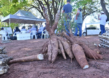 Tarde de campo em Paranavaí aborda processos de plantio, manejo e arranquio de mandioca de mesa