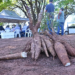 Tarde de campo em Paranavaí aborda processos de plantio, manejo e arranquio de mandioca de mesa