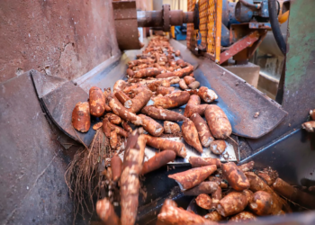 Primeira estimativa da safra paranaense mostra aumento na produção de soja e milho