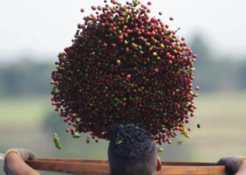 Conab atualiza produção de café para 55,2 milhões de sacas na safra 2025