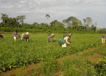 Lista de desconto em crédito para a agricultura familiar é ampliada