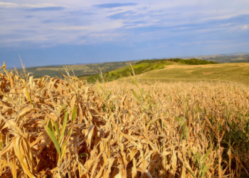 Seca recua no Oeste e Noroeste do Paraná e se agrava no Norte e RMC, diz monitor da ANA