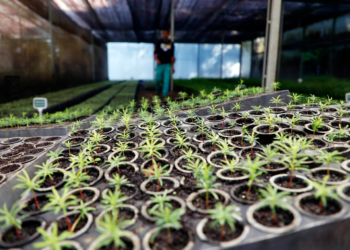 Distribuição de 21,1 mil mudas nativas celebra o Dia da Árvore