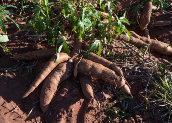 Cadeia produtiva de mandioca precisa abrir novos mercados externos, defende presidente do Sindicato Rural