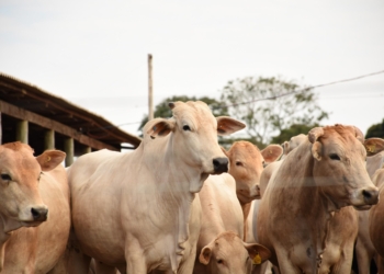 Eventos destacam potenciais agropecuários na região e apresentam inovações aos produtores