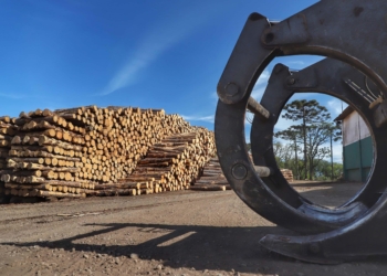 Com alta de 20,7%, Paraná consolida vice-liderança no valor da produção florestal