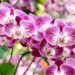 Festival de Orquídeas em Maringá tem mais de 1,2 mil espécies em exposição e entrada gratuita