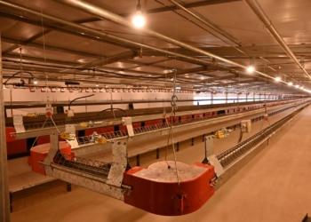 Matrizeiro com capacidade para produzir 12 milhões de pintinhos ao ano é inaugurado em Paranavaí