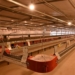 Matrizeiro com capacidade para produzir 12 milhões de pintinhos ao ano é inaugurado em Paranavaí