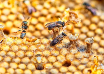 Paraná detém 14,6% da produção nacional de mel