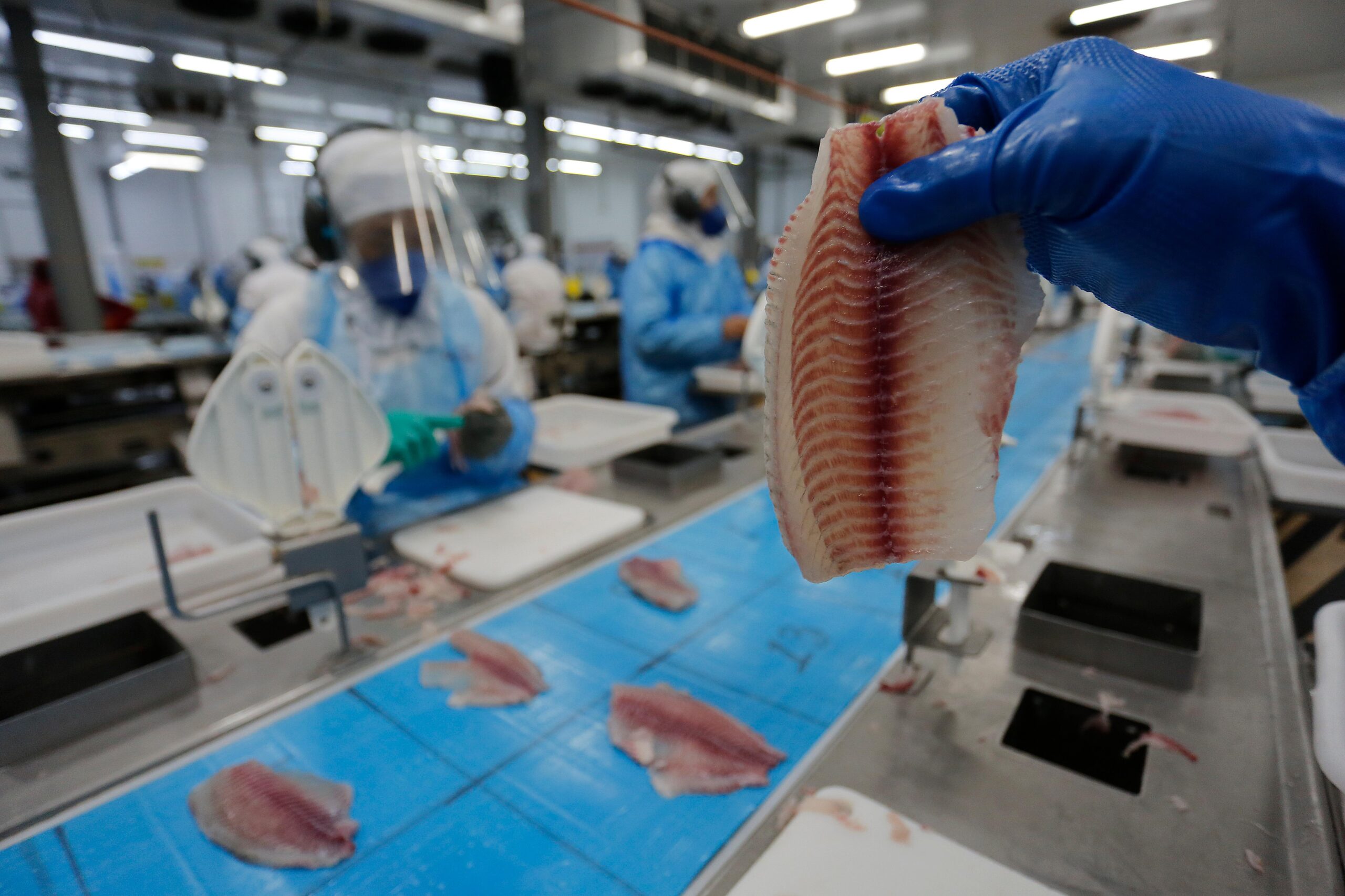 Sistema manifesta preocupação com possível classificação da tilápia como espécie invasora