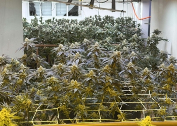 Estufa era usada para o cultivo de 350 pés de maconha