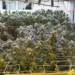 Estufa era usada para o cultivo de 350 pés de maconha