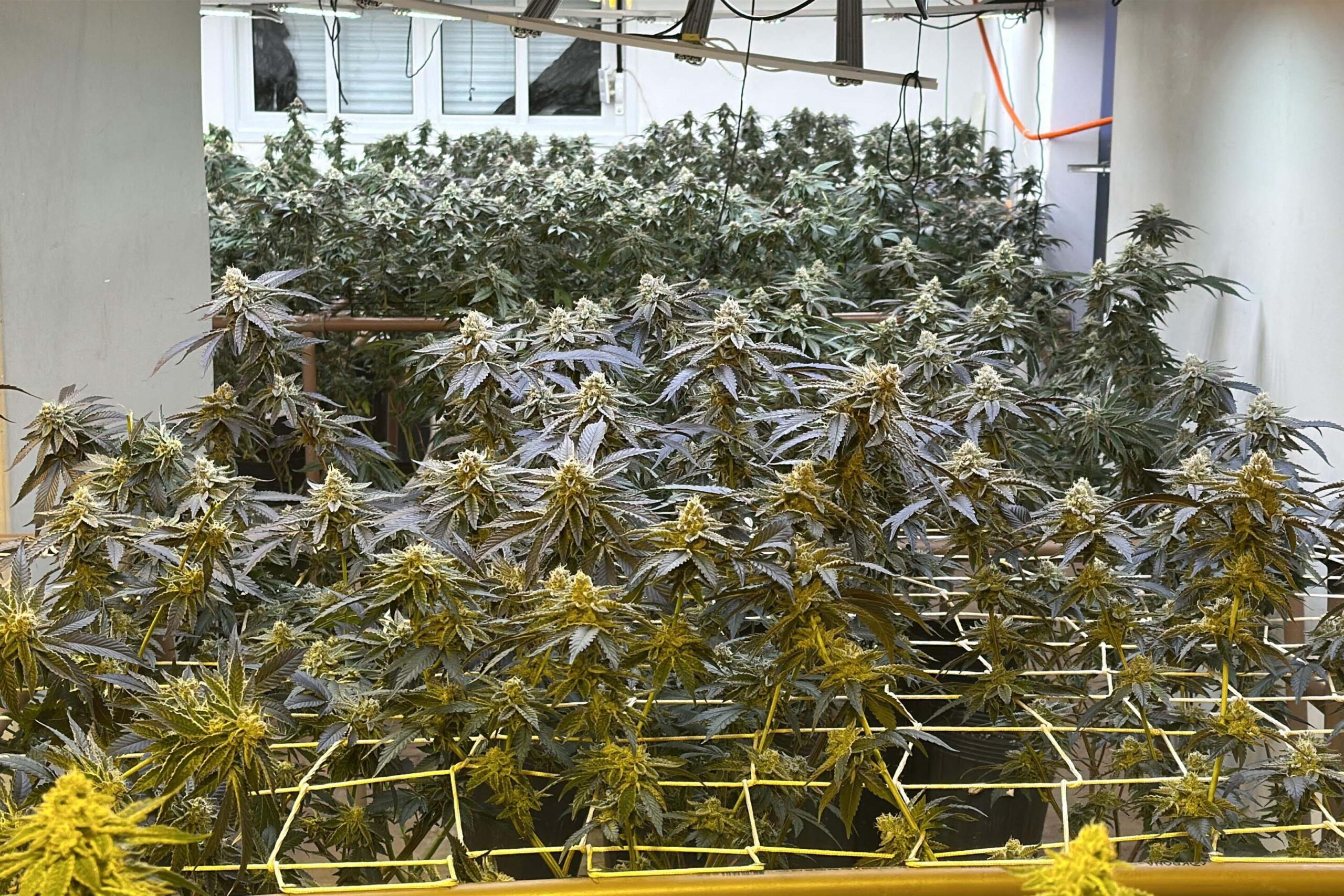 Estufa era usada para o cultivo de 350 pés de maconha