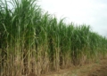 IDR-PR incentiva cultivar BRS Capiaçu como solução sustentável para nutrição de bovinos