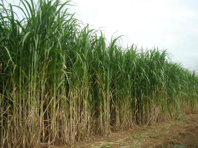 IDR-PR incentiva cultivar BRS Capiaçu como solução sustentável para nutrição de bovinos