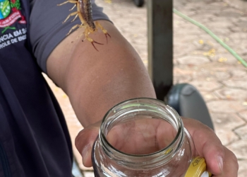 Quantidade de escorpiões no cemitério central causa preocupações