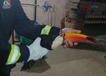Tucano ferido é resgatado pela Defesa Civil em Marilena