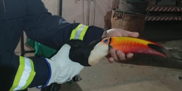Tucano ferido é resgatado pela Defesa Civil em Marilena
