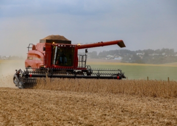 Chuvas do início de novembro provocam adaptações na agricultura paranaense