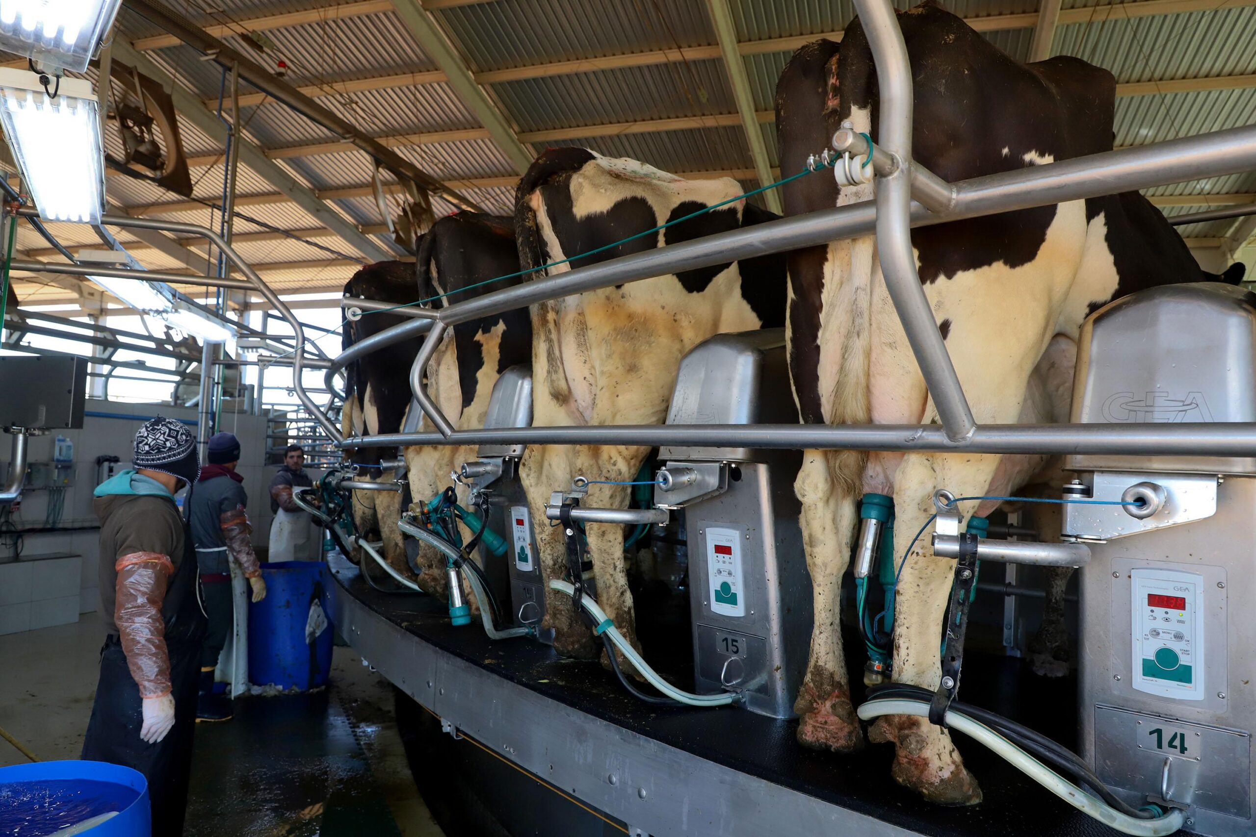 Sancionada lei que proíbe a reidratação do leite em pó importado na indústria