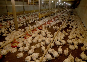 China suspende proibição de compra de carne de frango do Brasil
