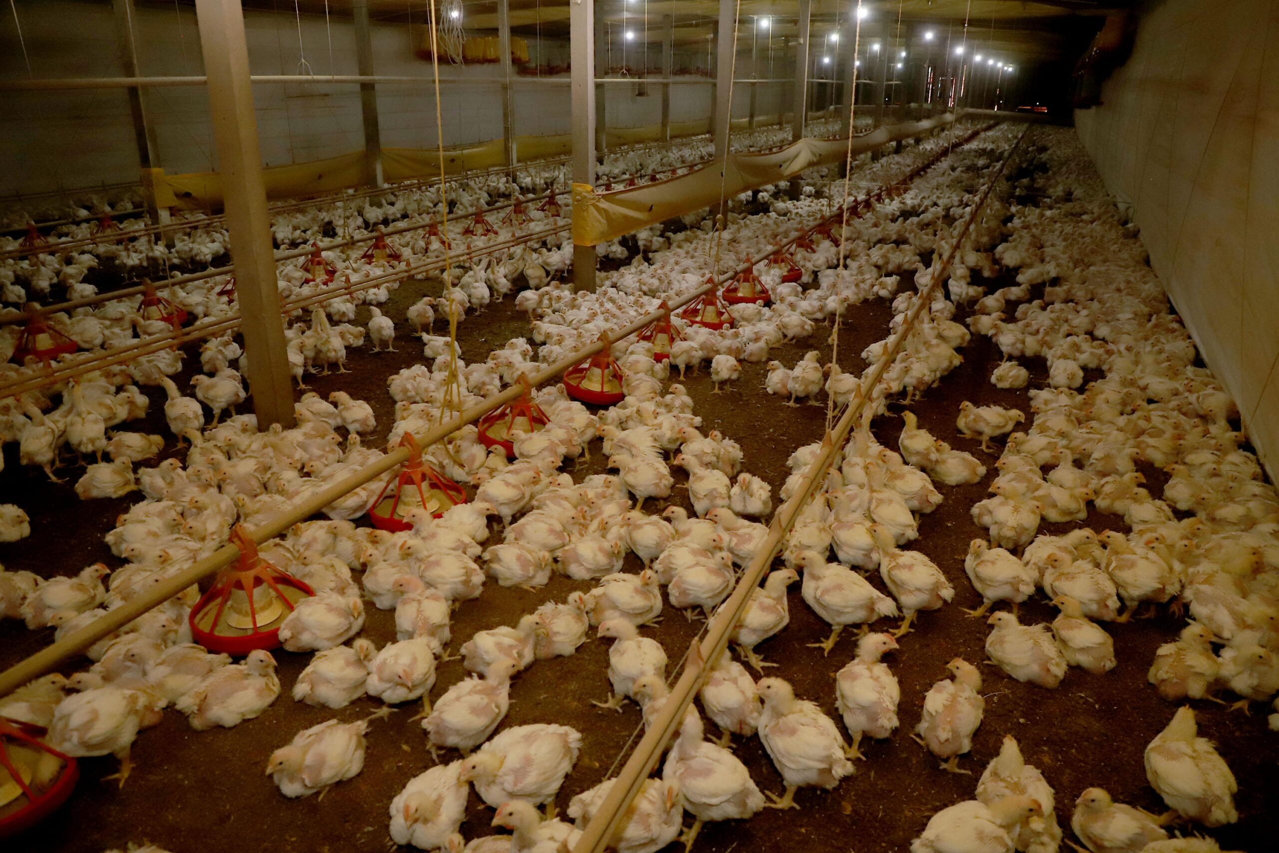 China suspende proibição de compra de carne de frango do Brasil