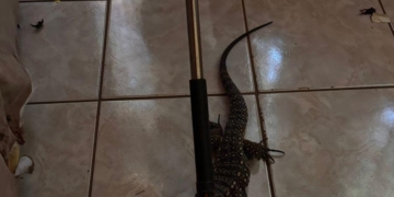 Lagarto invade residência em Nova Londrina, é resgatado e solto na natureza