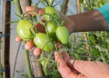 Produtor orgânico certificado pelo Tecpar tem juros reduzidos no Plano Safra