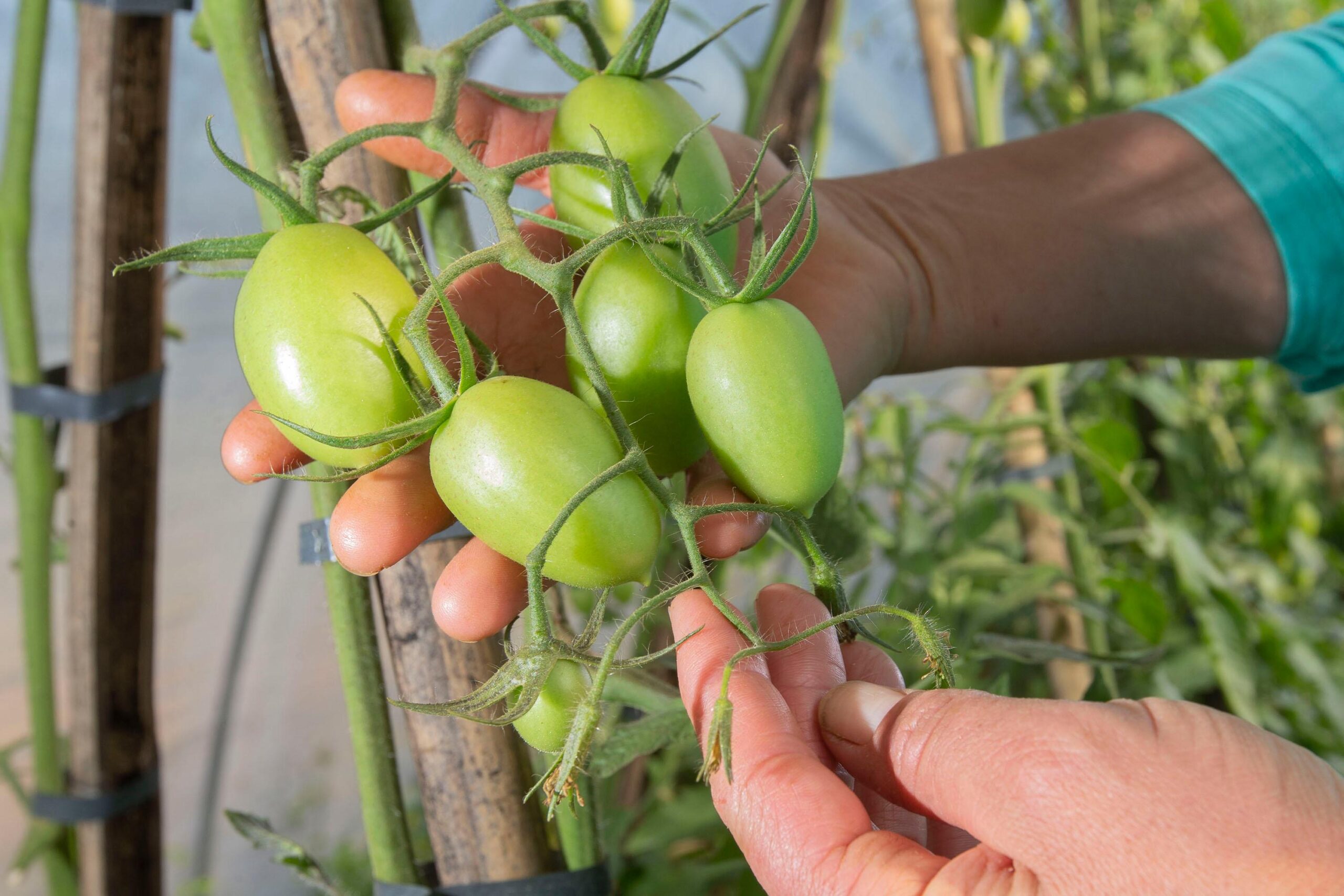 Produtor orgânico certificado pelo Tecpar tem juros reduzidos no Plano Safra