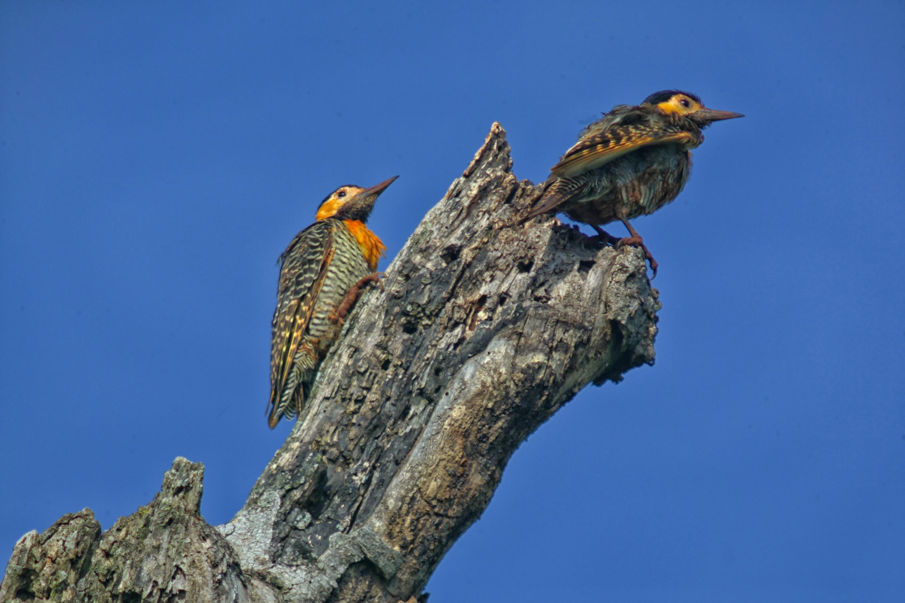 Programa de conversão de multas teve trabalhos de preservação selecionados
Foto: Denis Ferreira Netto/SEDEST-PR