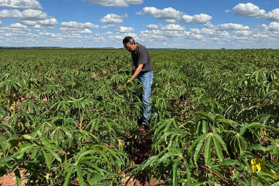 Trabalho visa impedir o avanço do fungo causador da doença nas plantações