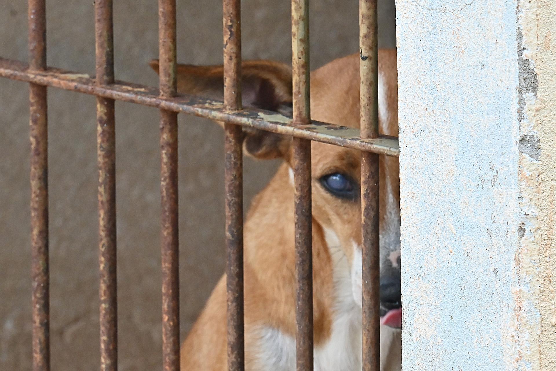 Professor Carlos justifica a proposição abordando a necessidade de garantir a proteção animal
Foto: Arquivo DN