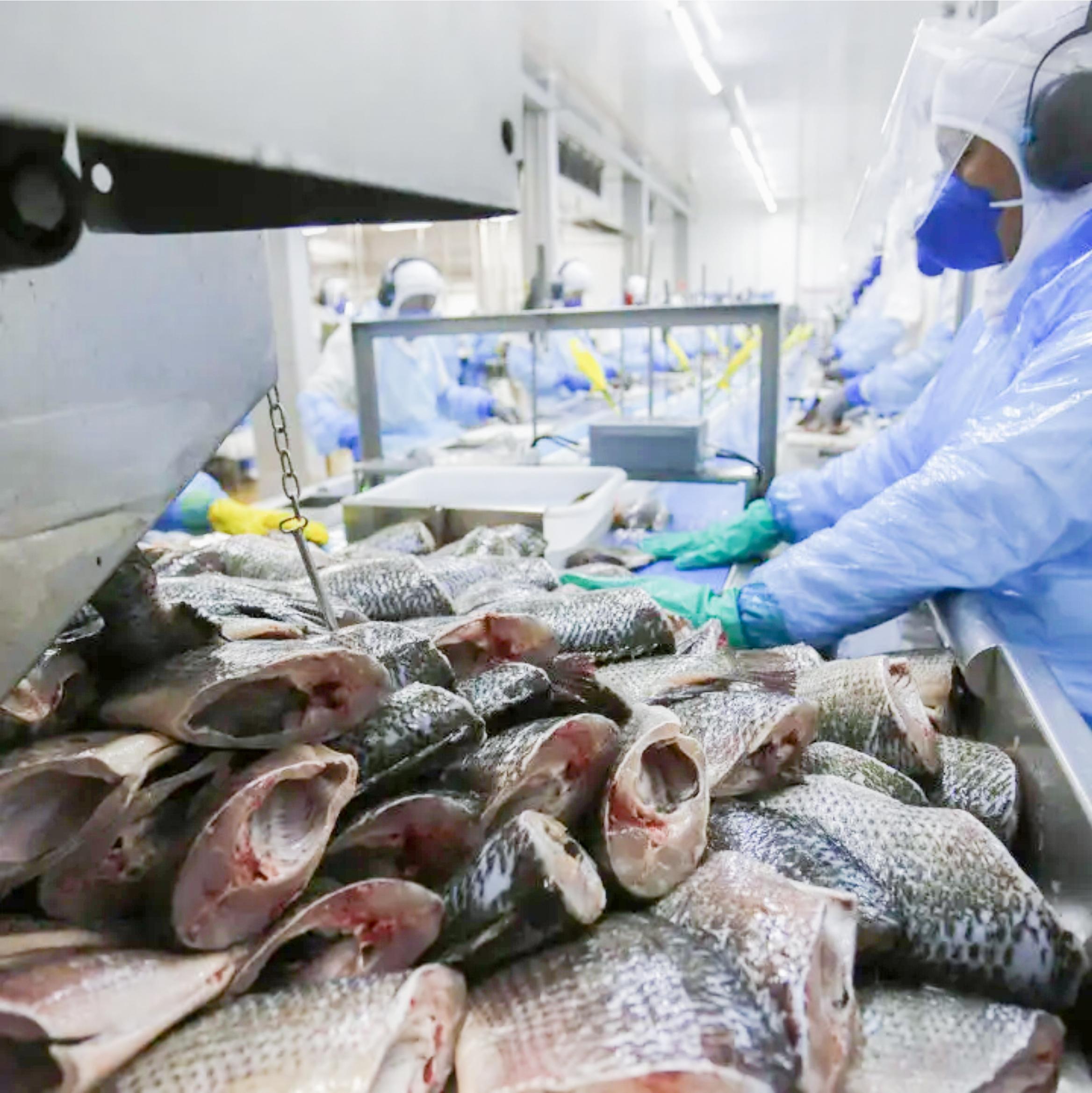 Criação de tilápia seria um dos setores afetados
Foto: AEN/Arquivo