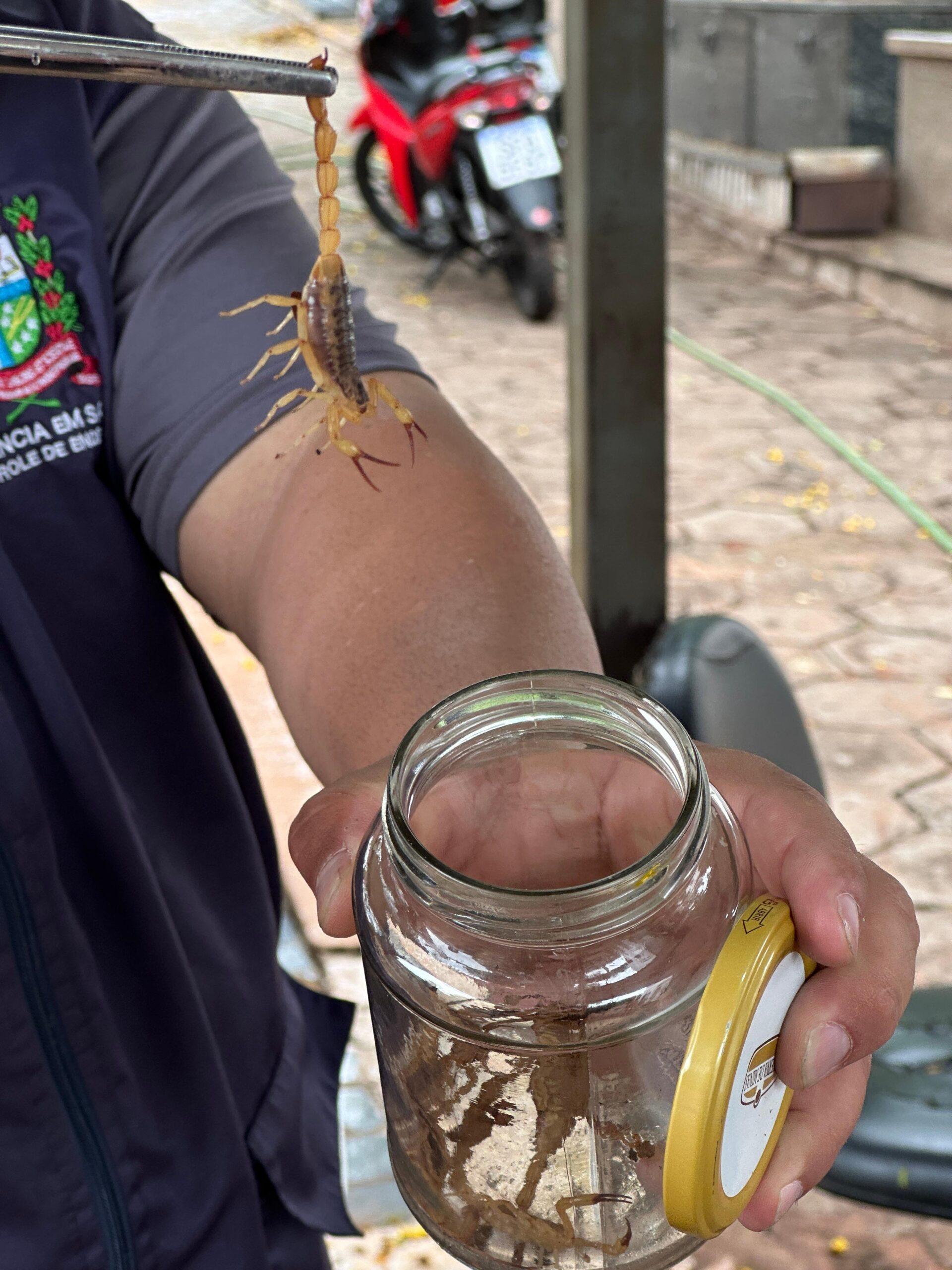 Escorpiões representam grande risco e pode até matar