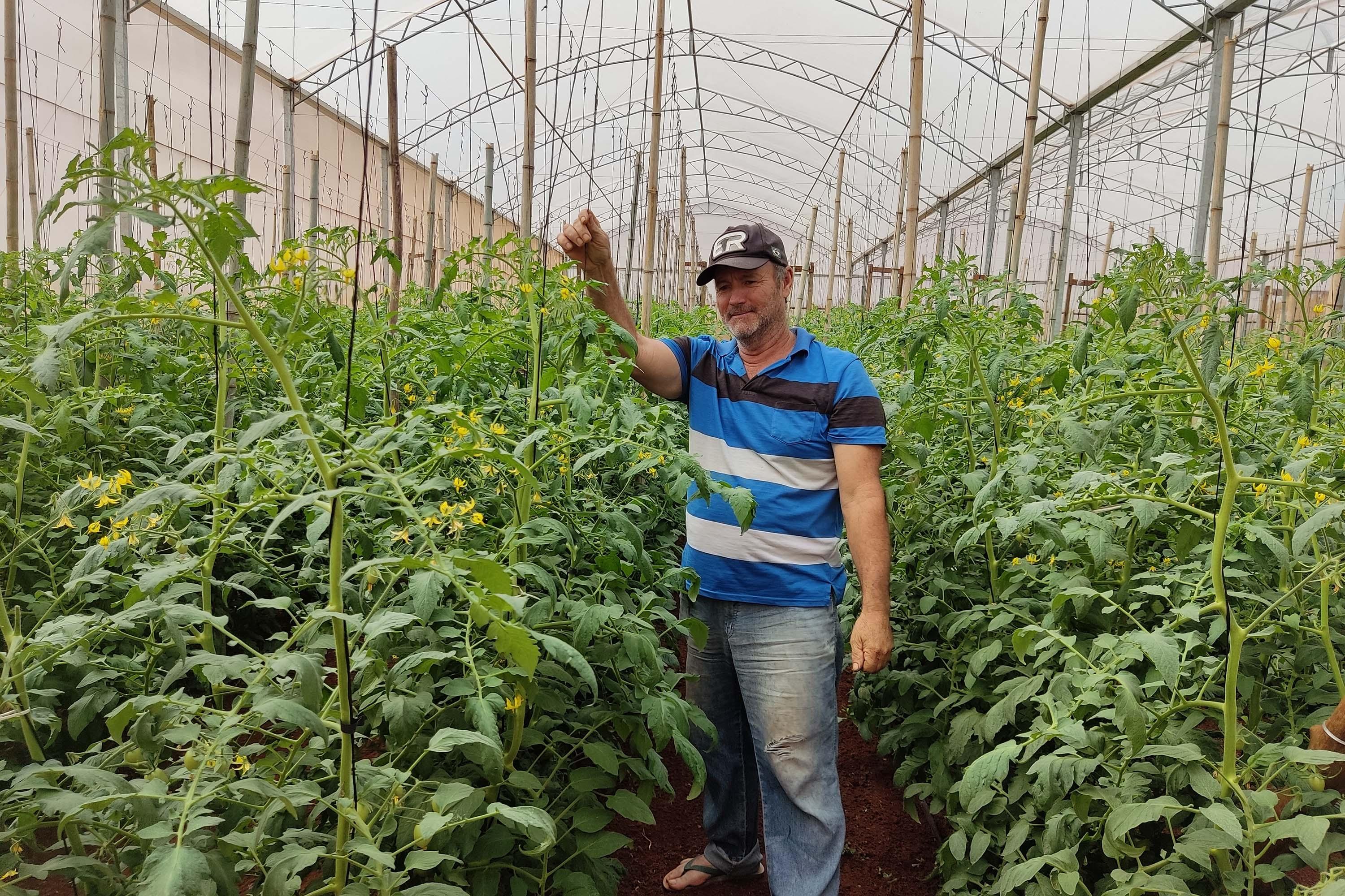 a-tomate Colheita histórica de tomate em Maria Helena destaca atuação do IDR-Paraná e força do manejo técnico
Foto: IDR Paraná