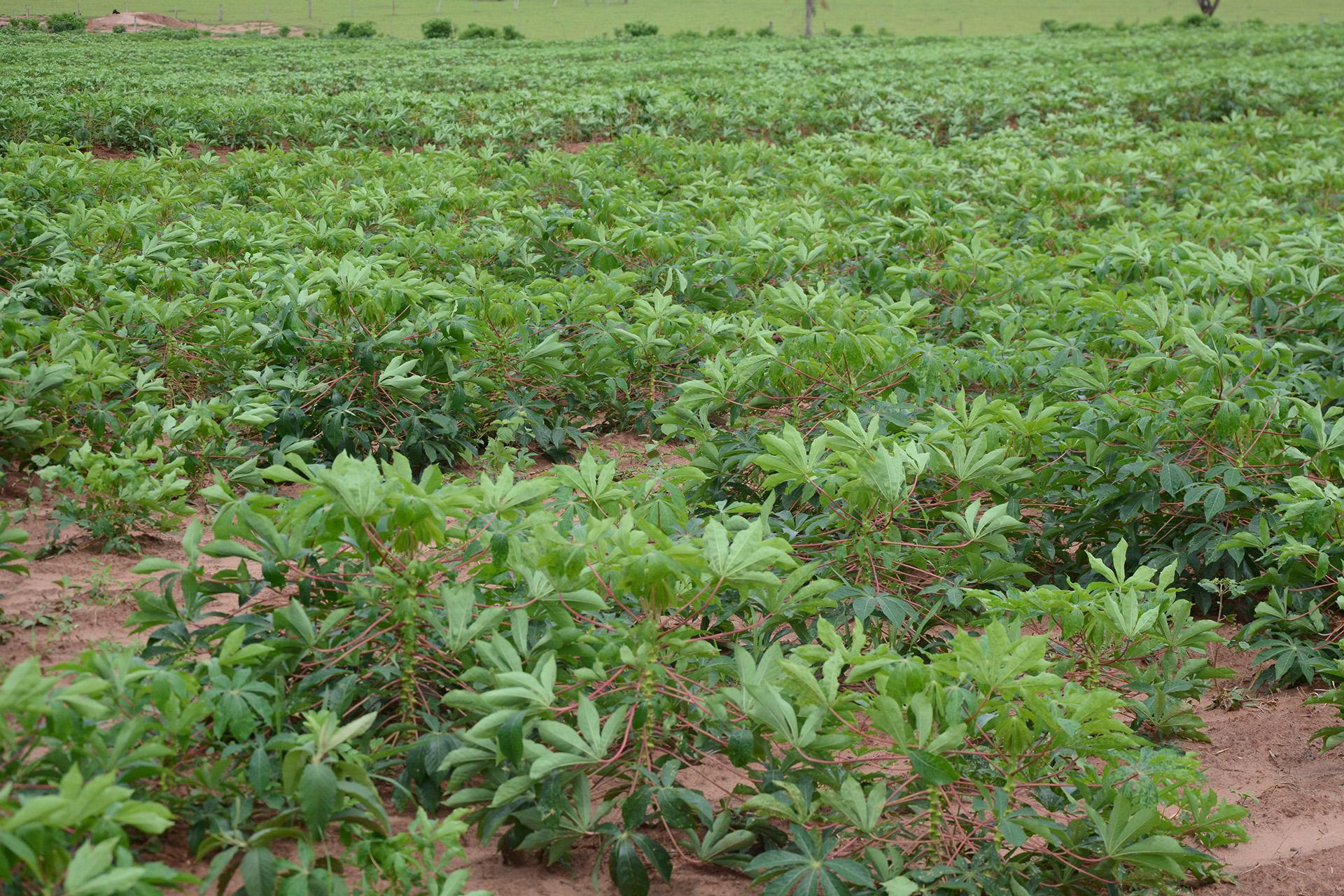 Foto: Arquivo DN/Ivan Fuquini