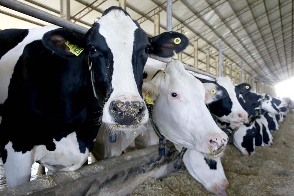 a-rebanho2 Menor oferta global de carne, os custos competitivos do Brasil e o câmbio elevado impulsionaram a produção e as vendas externas