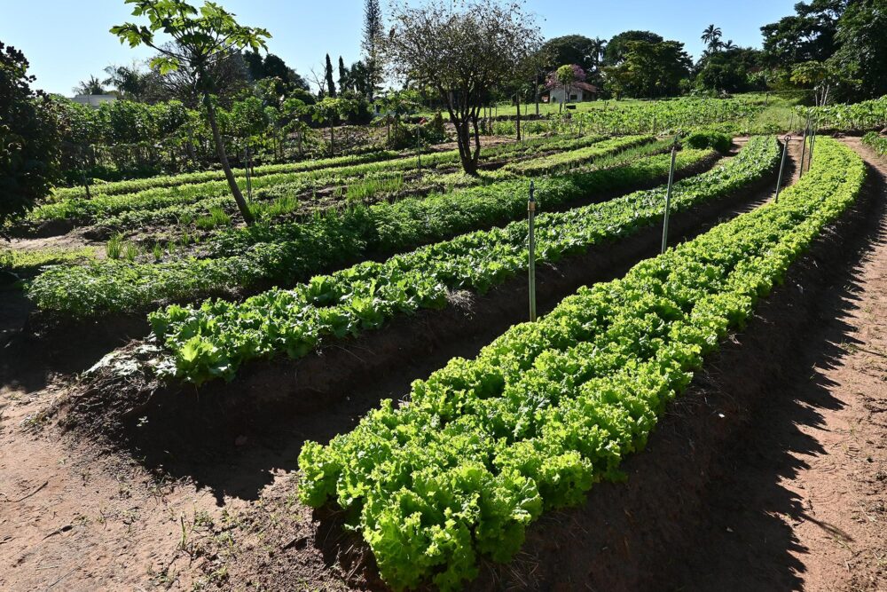 Secretário de Agricultura e Abastecimento, Marcio Nunes conduziu reunião técnica sobre o tema
Foto: Seab