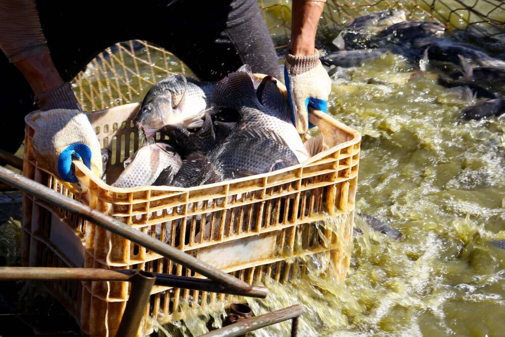 Líder na piscicultura, Paraná orienta produtores do manejo dos viveiros no verão
Foto: AEN