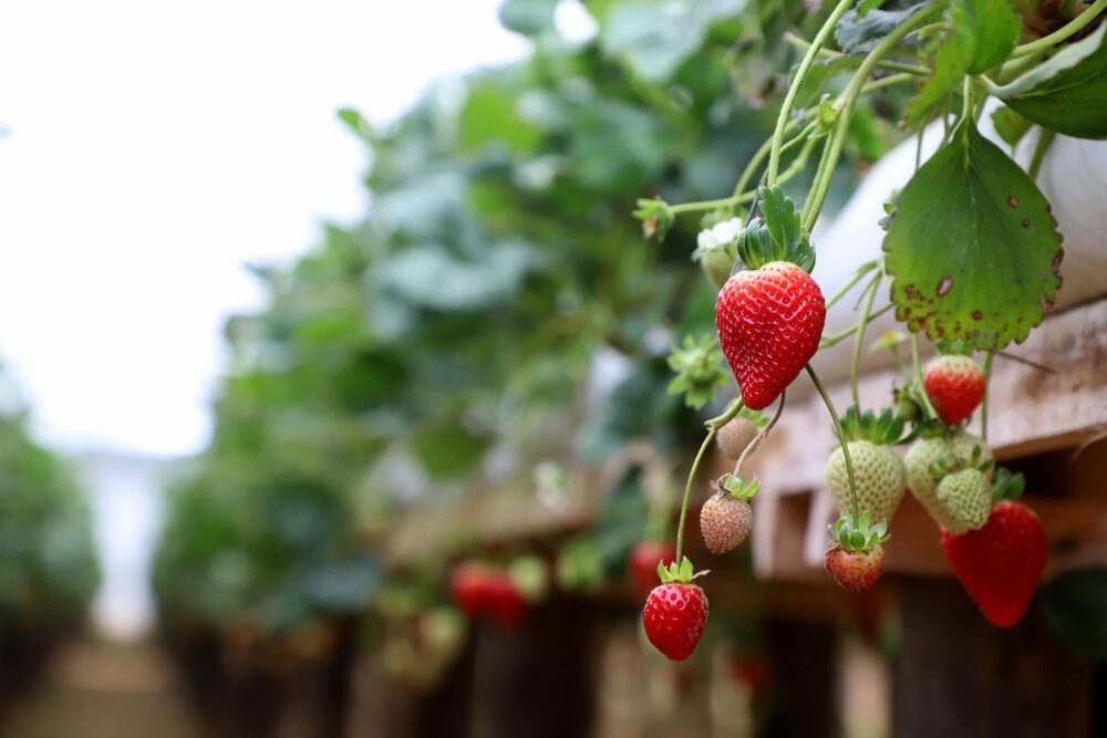 Fruticultura é um importante segmento da economia paranaense - Foto: Ari Dias/AEN