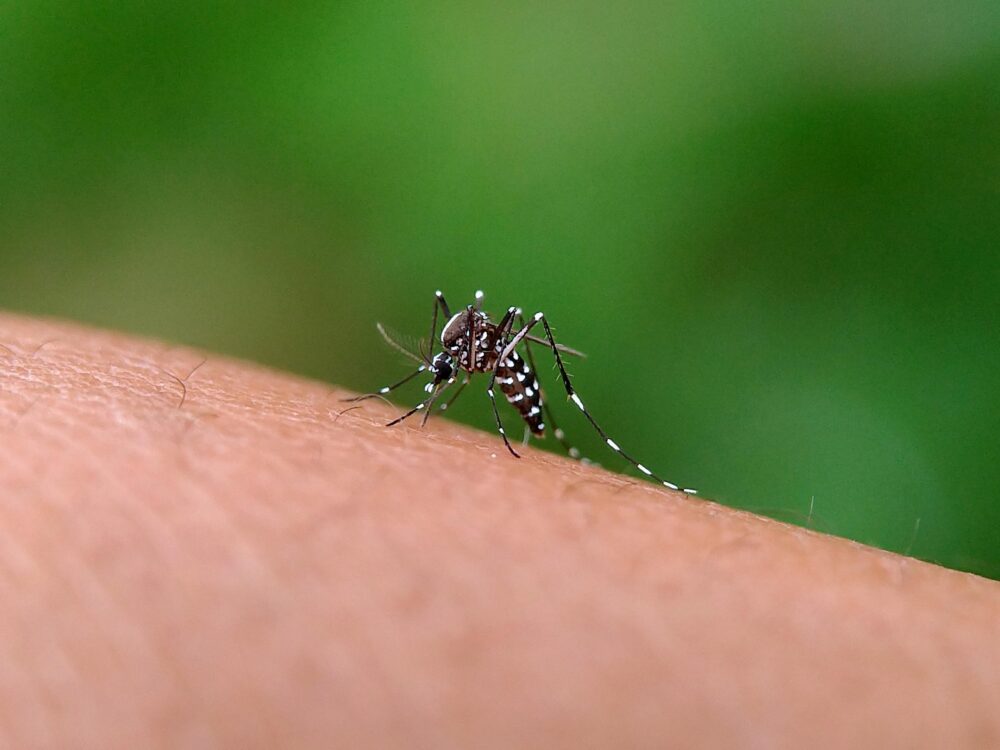 Mesmo com a vacina, combate ao mosquito deve ser constante