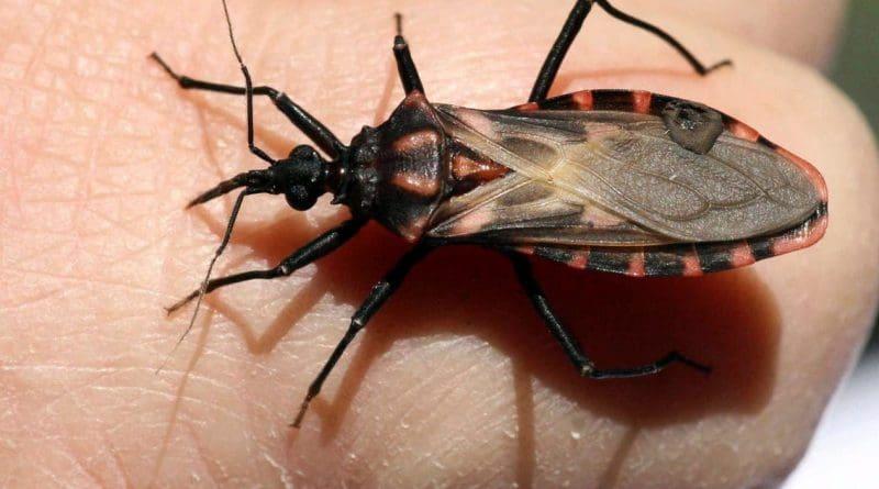 Combater o mosquito é uma necessidade de saúde pública