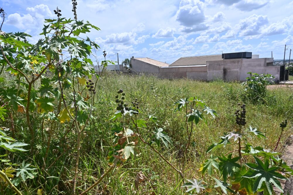 Terrenos 28-01 Ivan Fuquini (1) Foto: Ivan Fuquini