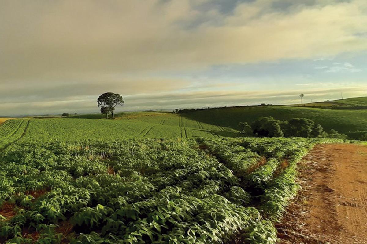 Começa o debate para o próximo plano safra
Foto: Divulgação