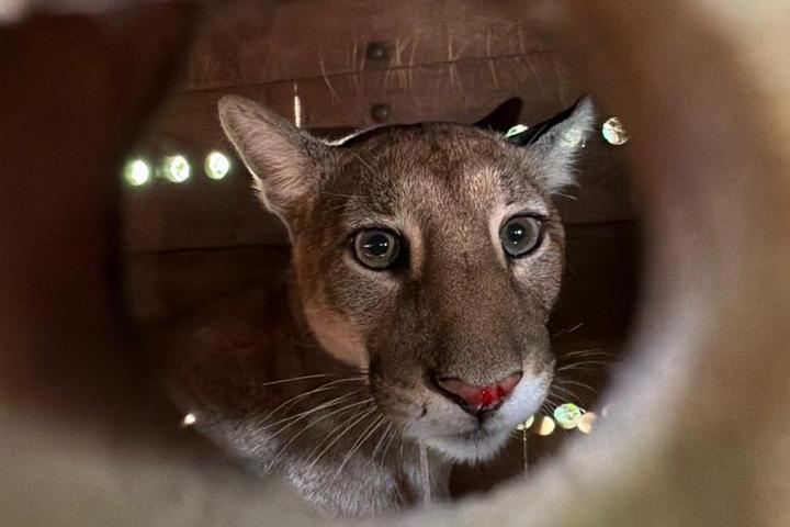 soiltura_onca_1_iat Cerca de dois dias depois de ter sido resgatada, a onça-parda jovem, encontrada em uma residência em Maringá, voltou para a natureza
Foto: UniFil/BPMamb