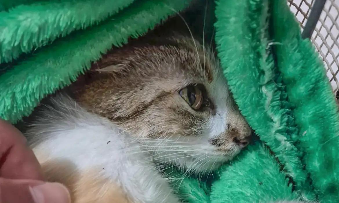 Gata sofreu ferimentos graves e passa por tratamento
Foto: Polícia Civil do paraná