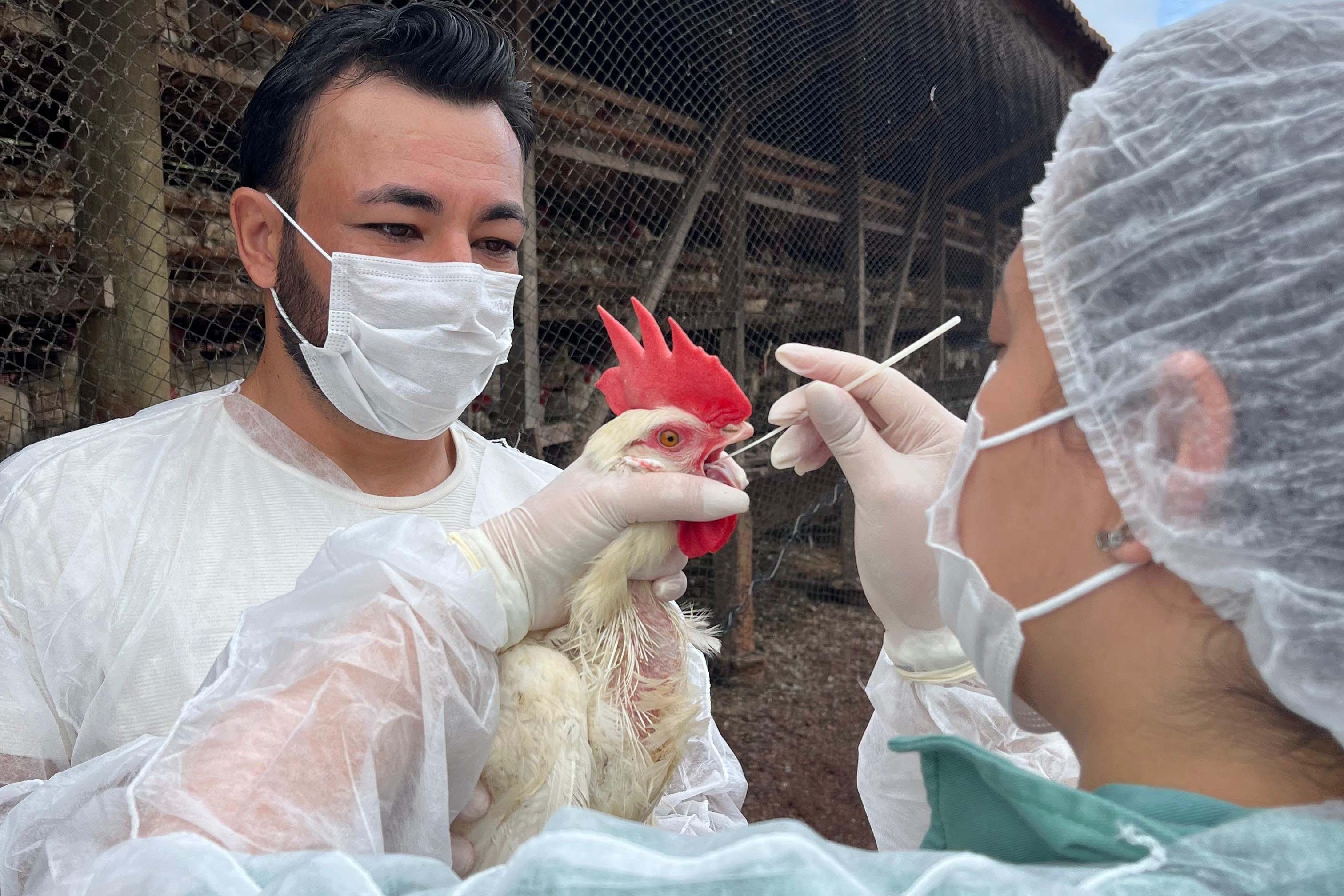 Adapar realiza ações do ciclo de vigilância ativa para Influenza Aviária e Doença de Newcastle no Paraná
Foto: Adapar