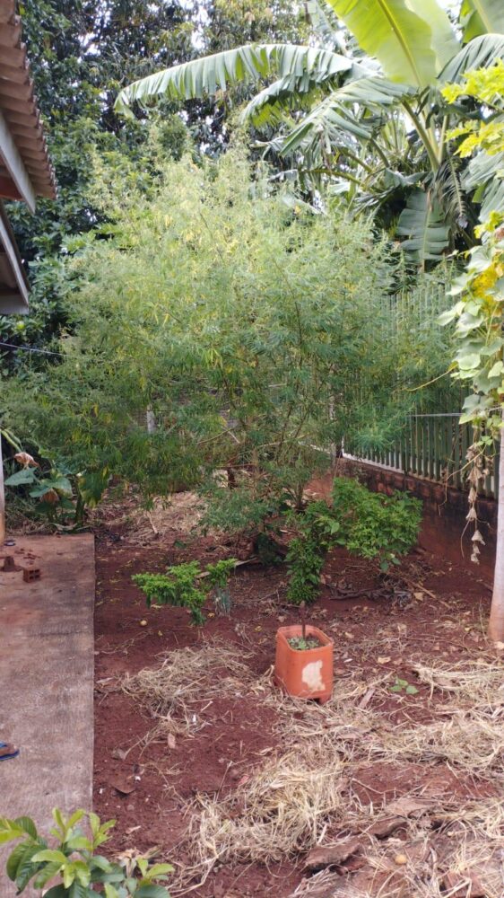 WhatsApp Image 2026-02-24 at 17.24.54 Foto: Polícia Civil